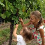 Niñas recogiendo uvas tannat de viñedo Salto Chico