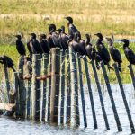 aves sobre un alambrado en un campo uruguayo