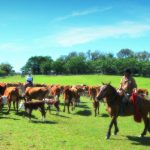 trabajadores rurales arreando vacas en un campo uruguayo
