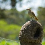 hornero sobre su nido en un campo uruguayo