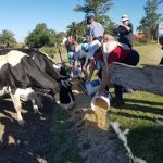 Visitantes dan de comer a vacas del establecimiento la oportunidad en Cardal Florida campo uruguayo