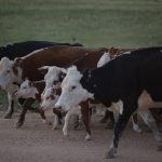 Vacas en un campo uruguayo